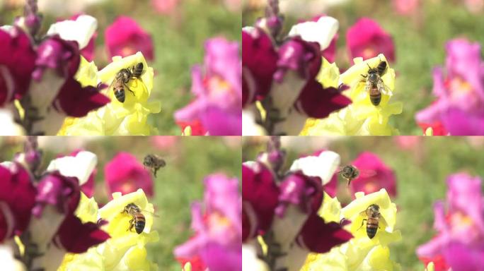 两只蜜蜂争抢花粉。HD1080。