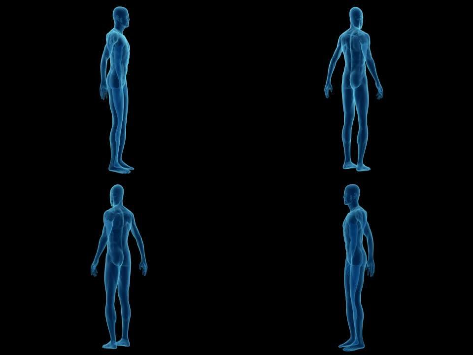 研究的人的身体人体通道素材三维动画