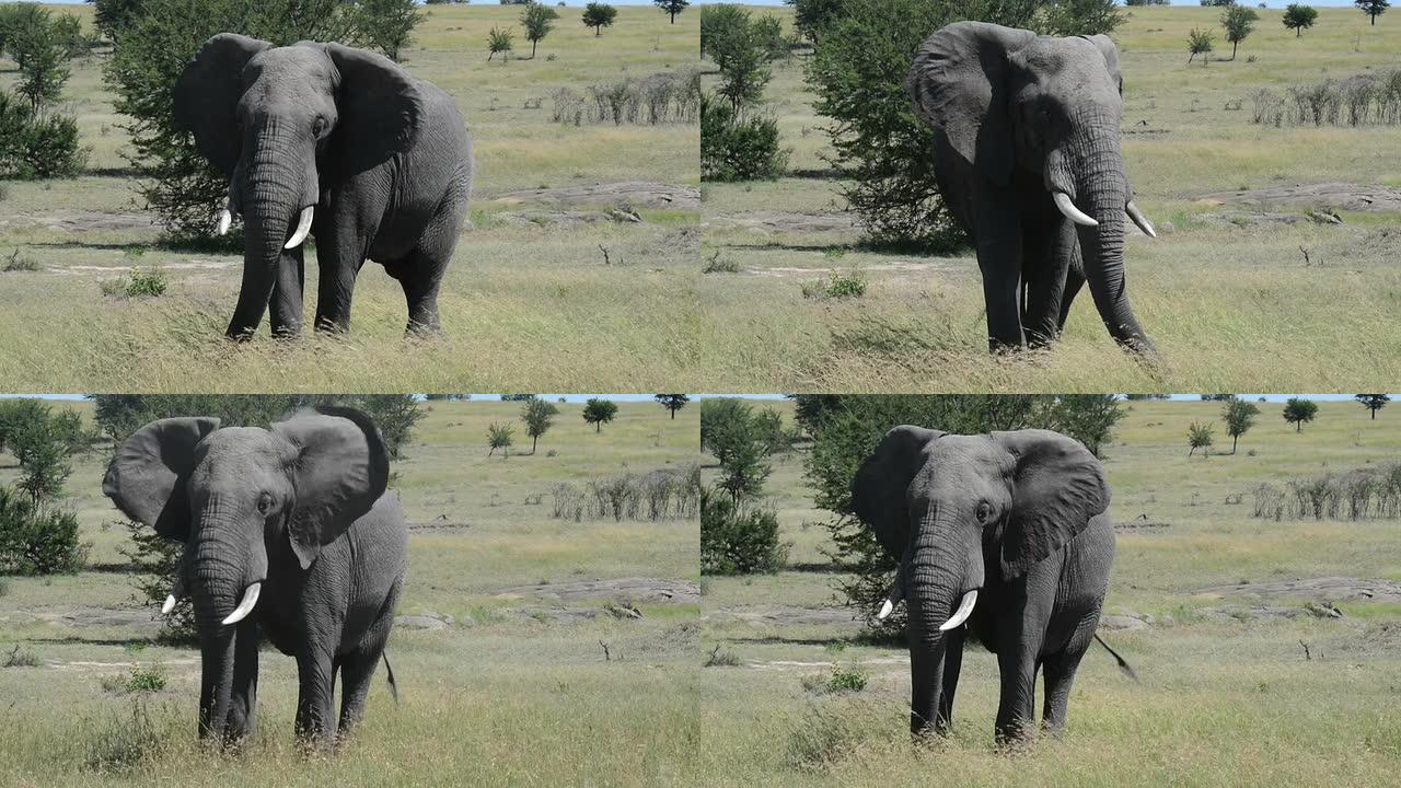 非洲坦桑尼亚的大象摇头