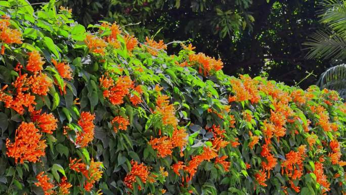 春天春季唯美花朵花卉花海赏花