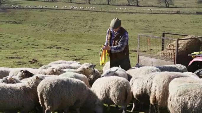 农民喂羊农民喂羊养殖场羊群