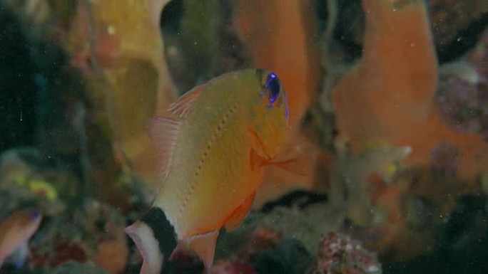 环尾Cardinalfish，口中的充气卵 (4K)