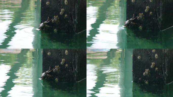 印度尼西亚海岸木码头下的螃蟹