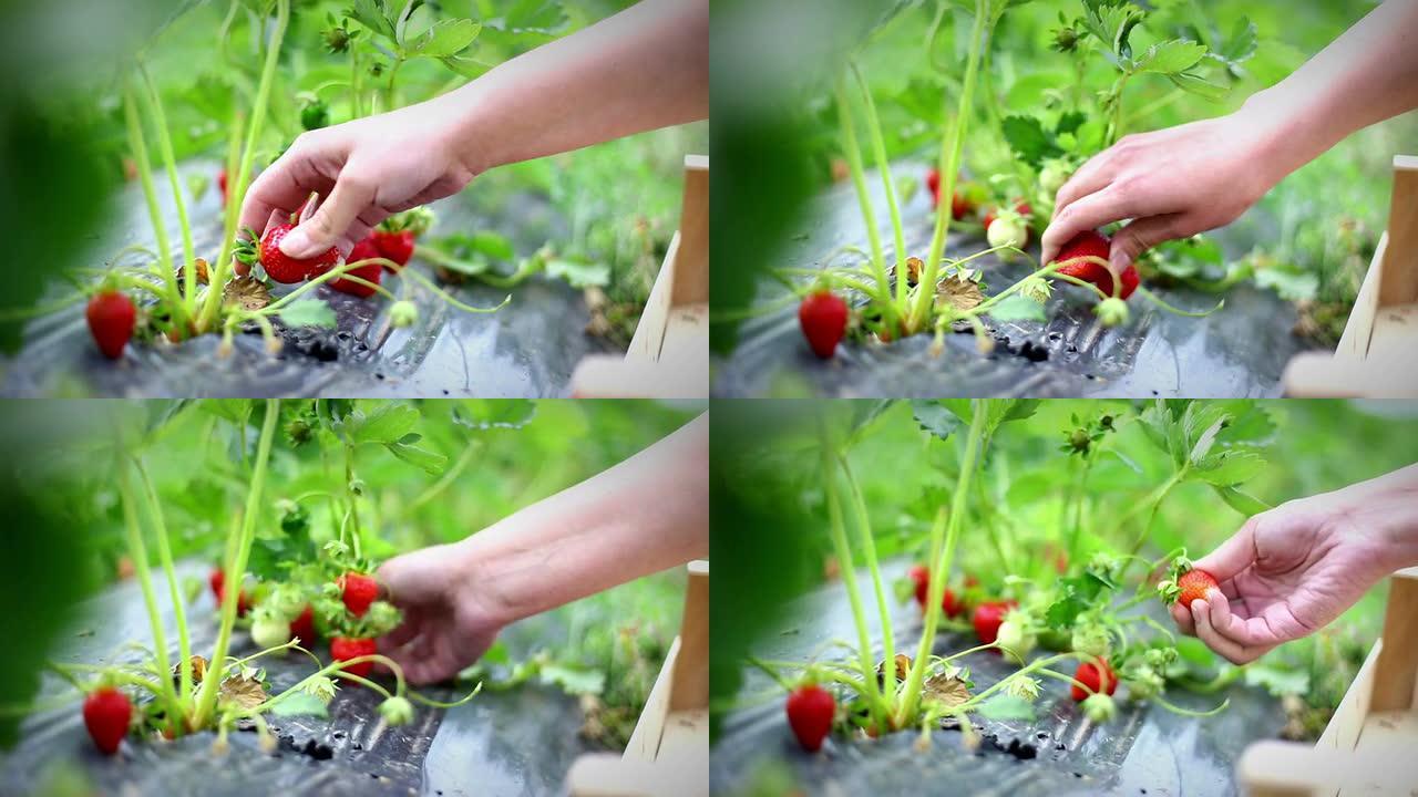 草莓丰收。草莓丰收采摘