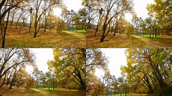 秋天的自然美景与黄叶飘落