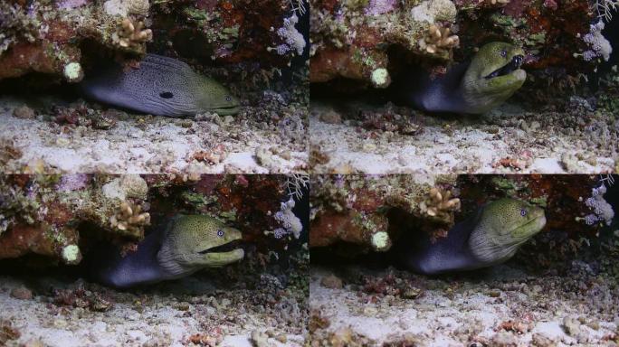 海鳗吃鱼海鳗鳗鱼电鳗