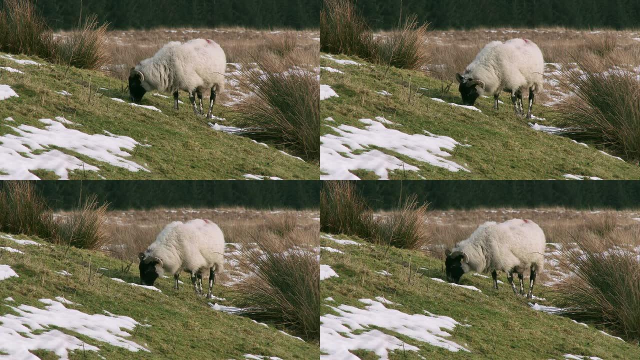 在苏格兰偏远地区放牧的黑脸羊