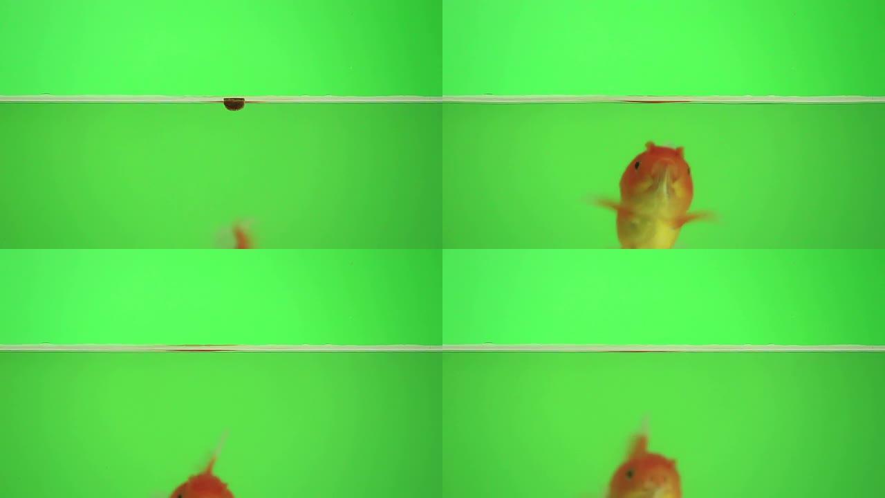 鱼在绿色屏幕上进食