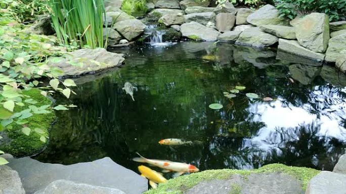 锦鲤池塘间隔拍摄锦鲤池塘