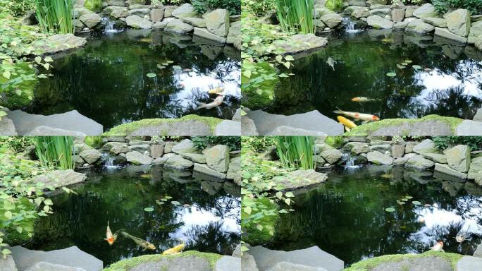 锦鲤池塘间隔拍摄锦鲤池塘