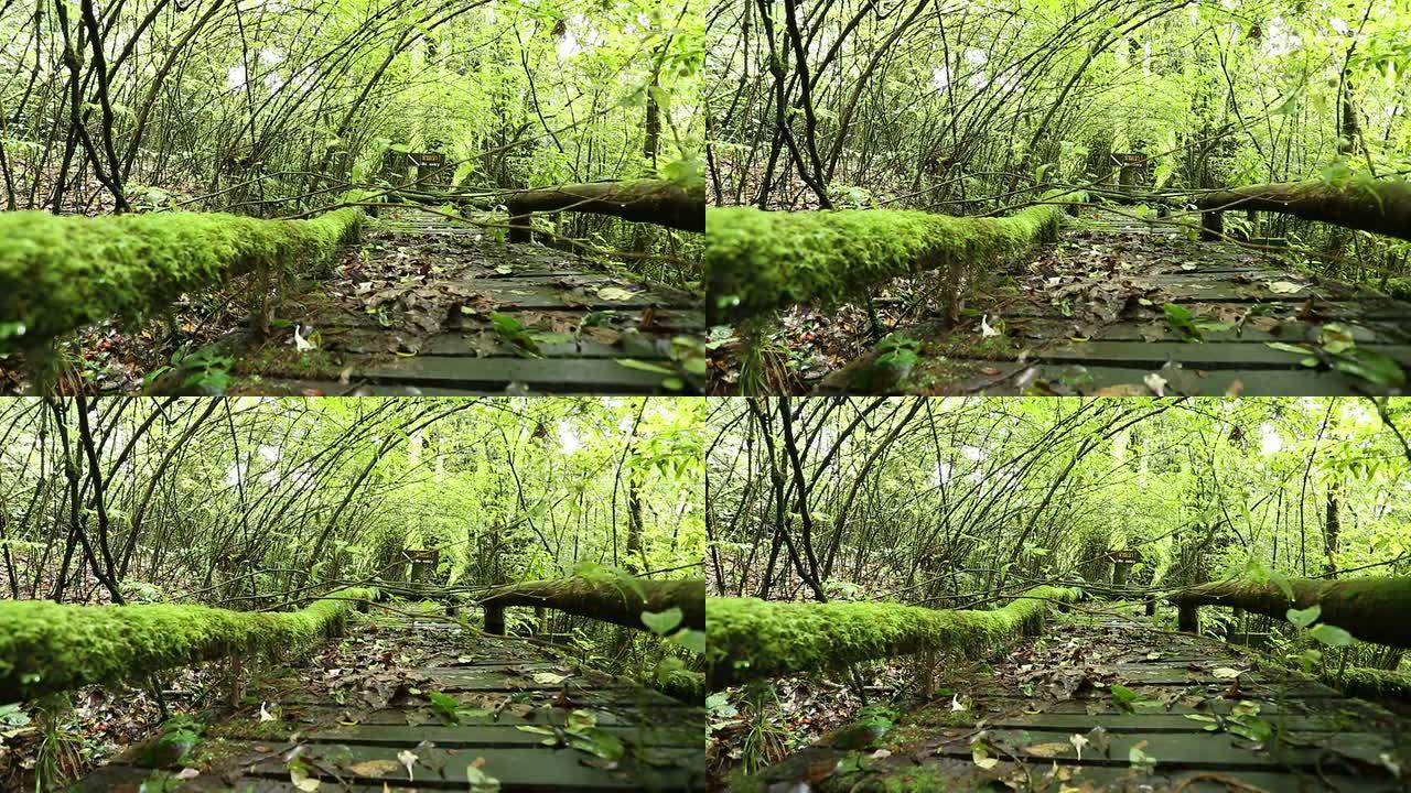 苔藓木桥