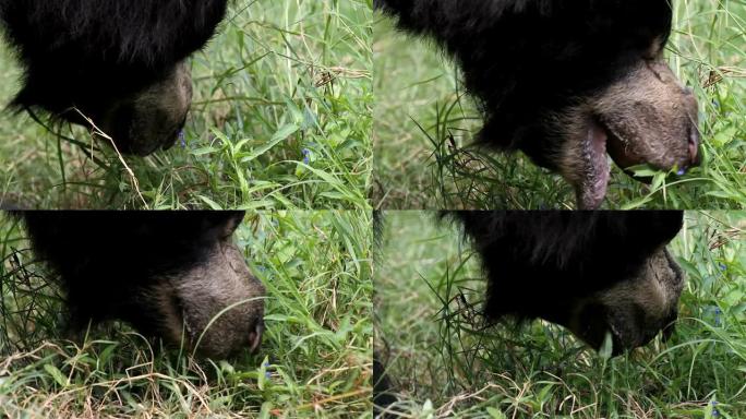 黑熊吃草野生动物狗熊进食