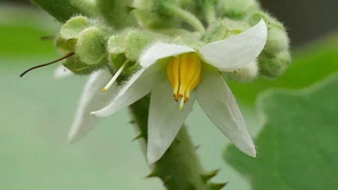 番茄花