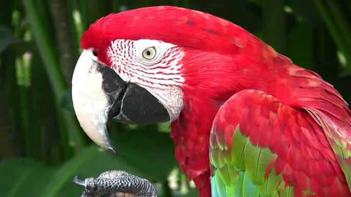猩红鹦鹉梳理。热带背景下的特写肖像。
