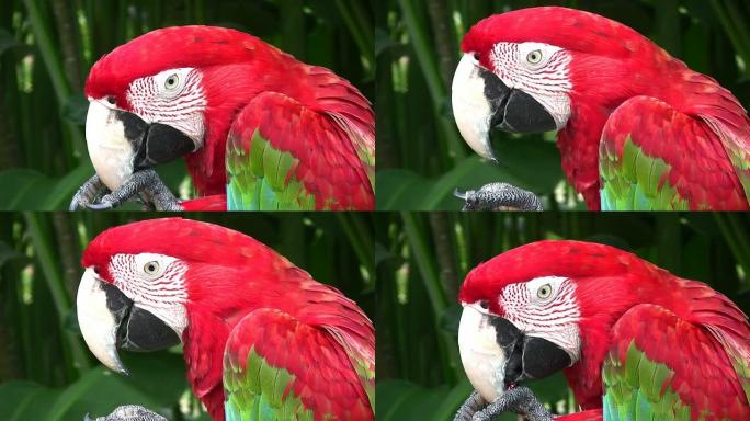 猩红鹦鹉梳理。热带背景下的特写肖像。