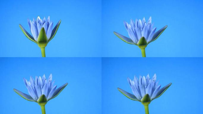 蓝色背景上盛开的莲花。