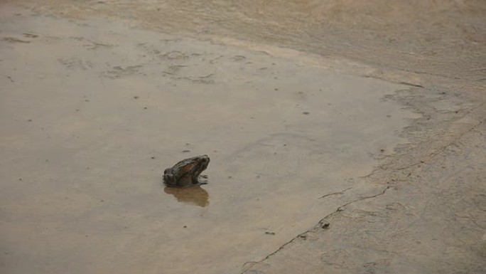 亚洲牛蛙与雨水雨天下雨一动不动