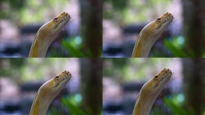Python。蟒蛇野生动物冷血