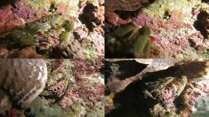 捕蟹海蜗牛逃跑躲藏海底世界海蟹大钳子