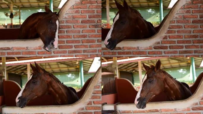 马在稳定中取代苍蝇