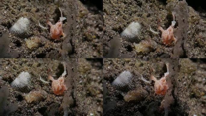 藏匿在沙滩上的细小毛状蛙鱼，印度尼西亚 (4K)