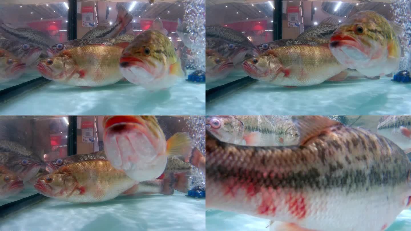 鲈鱼-鲈鱼镜头-鲈鱼水下拍摄