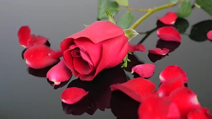 红玫瑰和情人节落下的红玫瑰花瓣