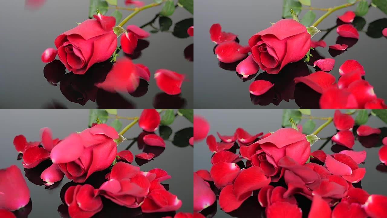红玫瑰和情人节落下的红玫瑰花瓣