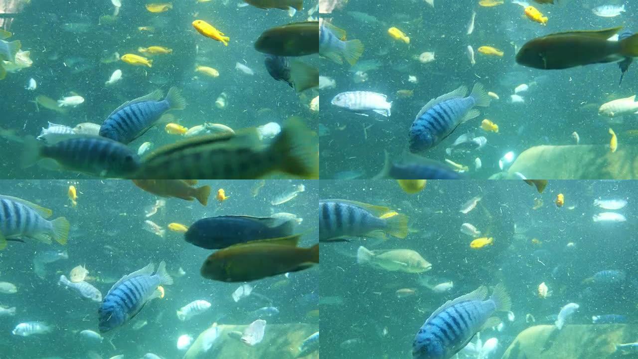 4k水下鱼热带鱼海洋大海野生动物