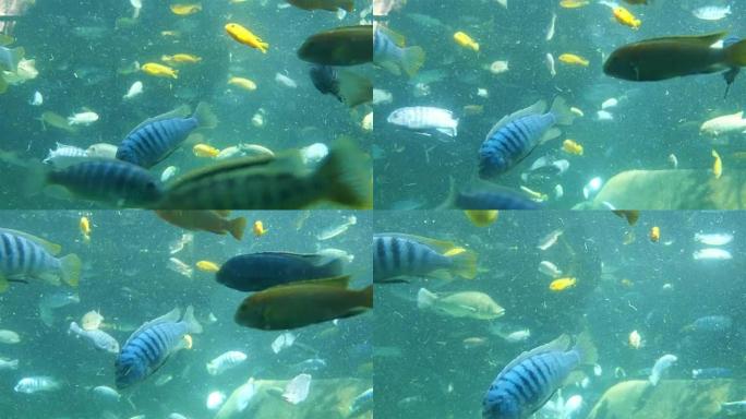 4k水下鱼热带鱼海洋大海野生动物