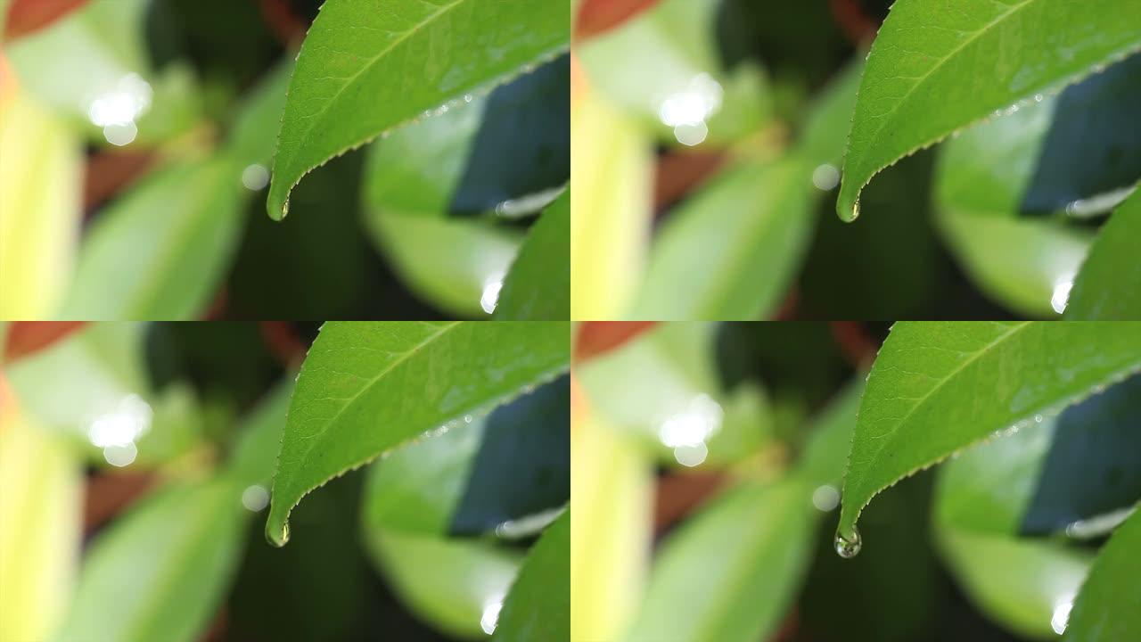 叶子上的一滴水叶子上的一滴水绿叶水滴