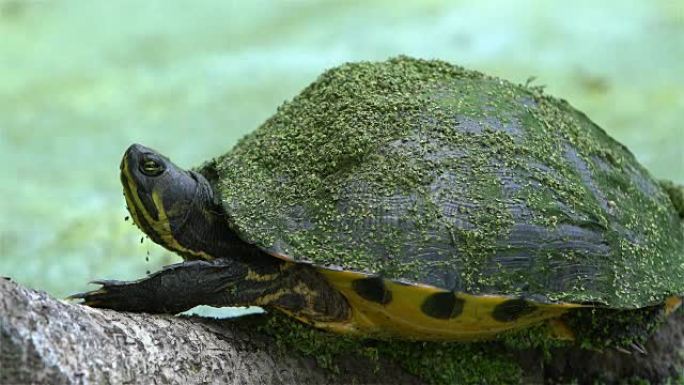 泥龟-鸡龟，Deirochelys reticularia，在美国南部南卡罗来纳州的湿地。