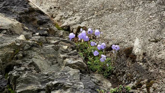 喇叭花；高山风铃紫色小花岩石中的花朵