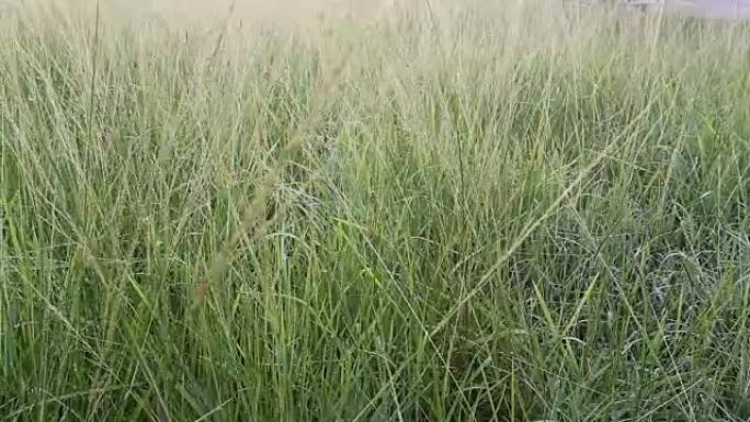 青草露水早晨有风吹。