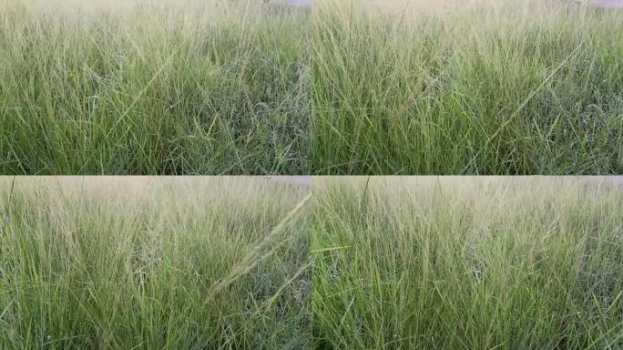 青草露水早晨有风吹。