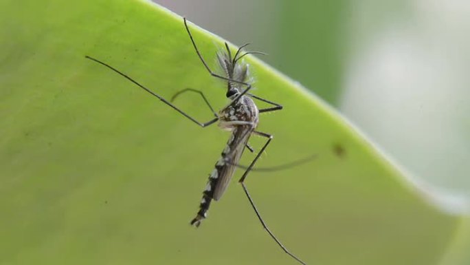 蚊子大自然