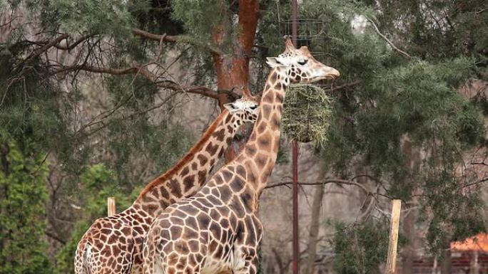 长颈鹿在吃东西。