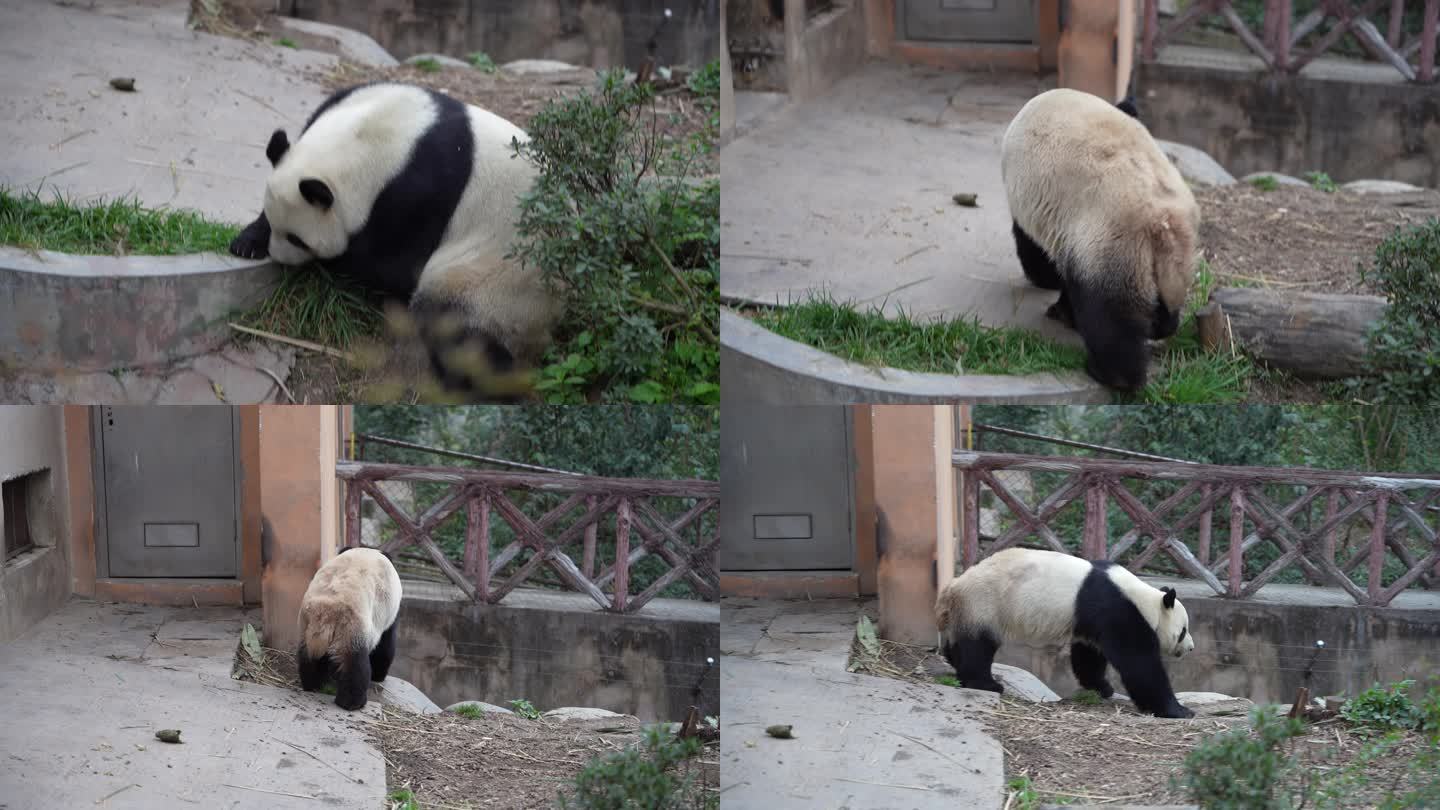 4K大熊猫走路