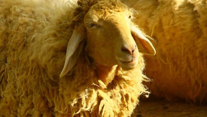 绵羊一只羊特写