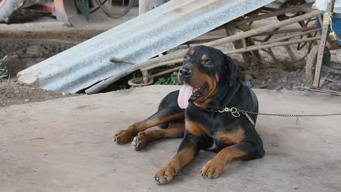 罗威纳犬看门狗家畜农村