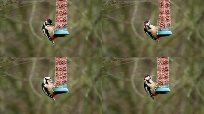 大斑啄木鸟鸟吃食物鸟喂食器