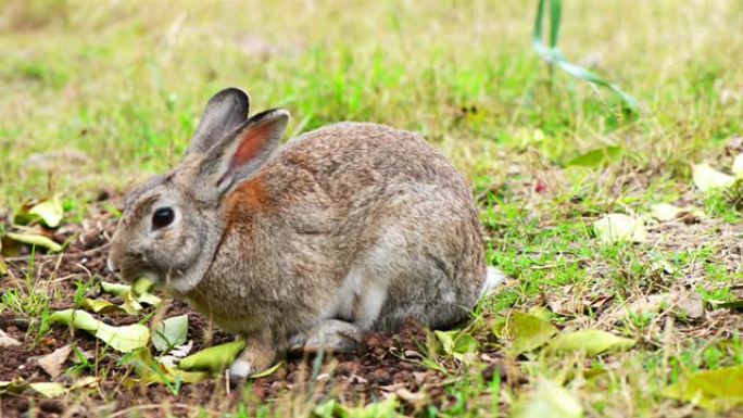灰兔灰兔吃草