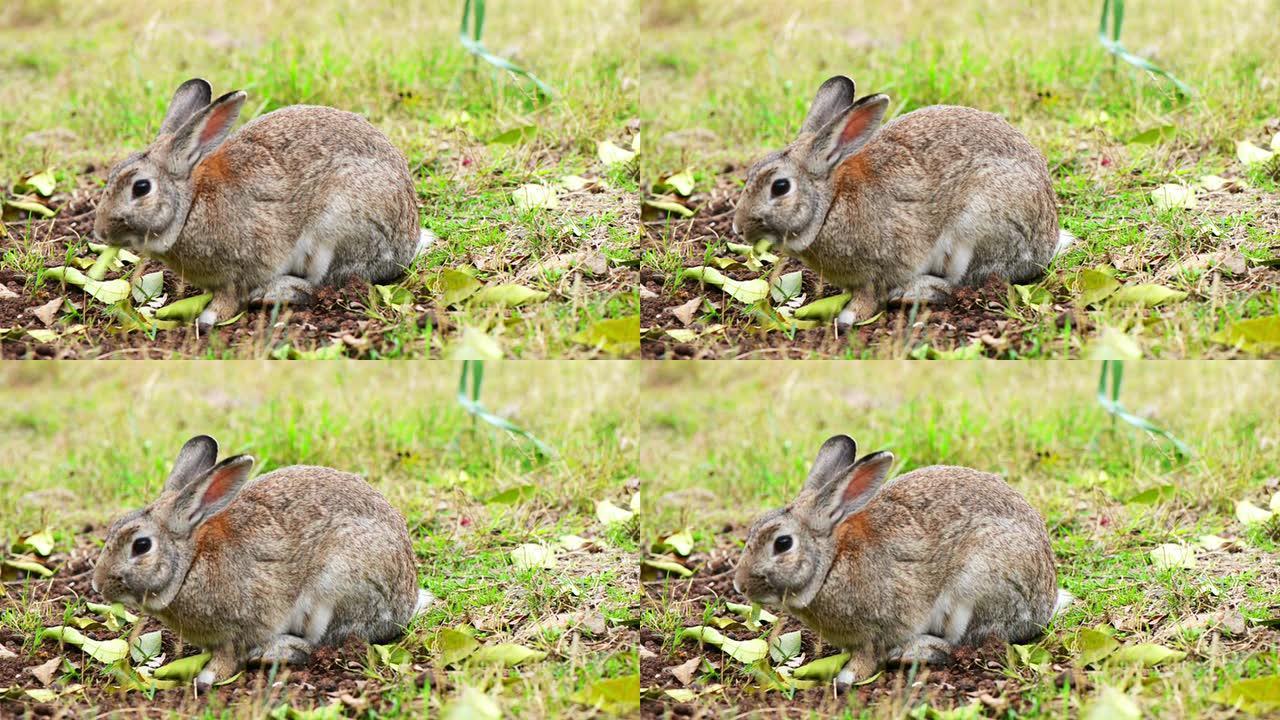灰兔灰兔吃草