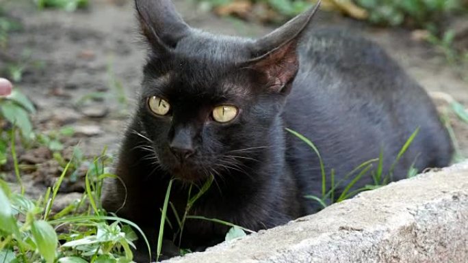 怀孕的黑猫说谎