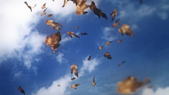落叶在空中盘旋落叶在空中盘旋秋天
