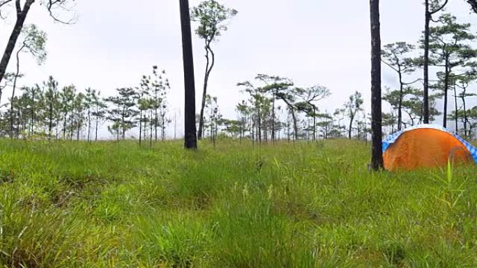 平移: 雨季在富苏岛国家公园的高高的草丛中露营