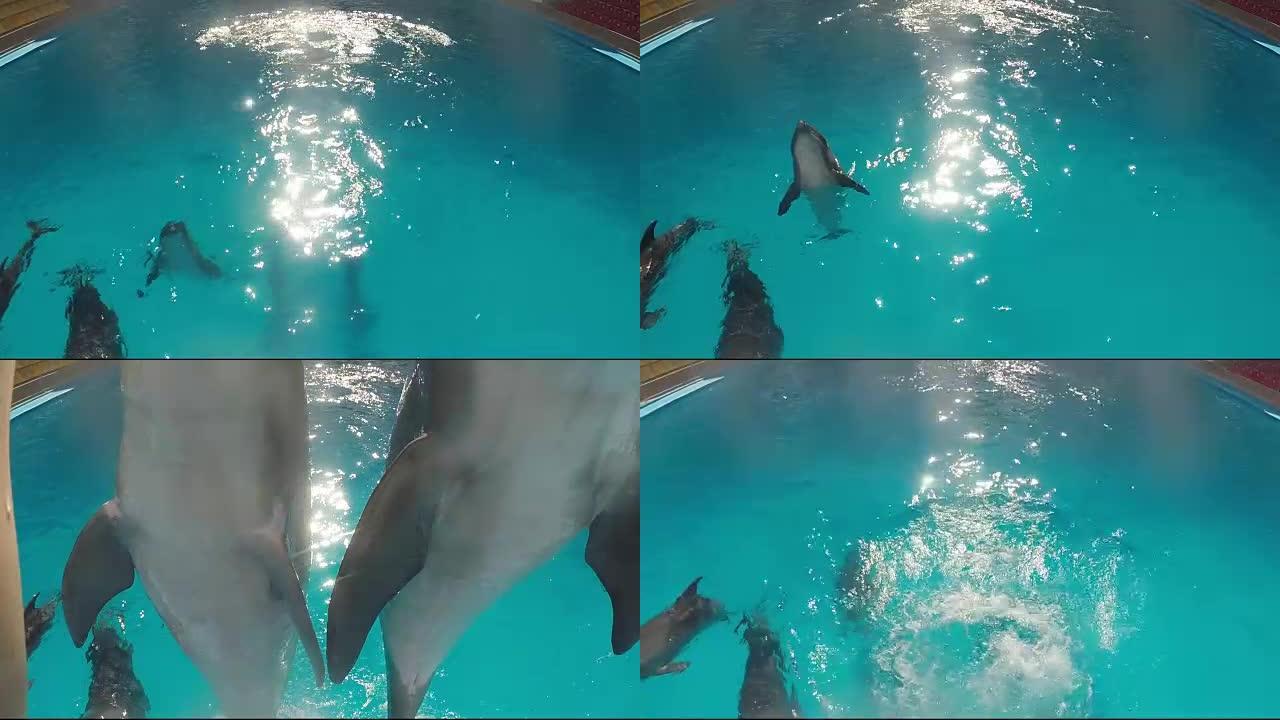海豚跳出水面海豚跳出水面