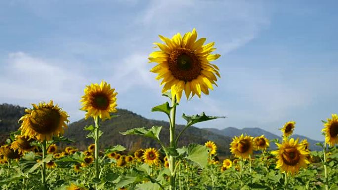 向日葵田野和蓝天，4k(UHD)