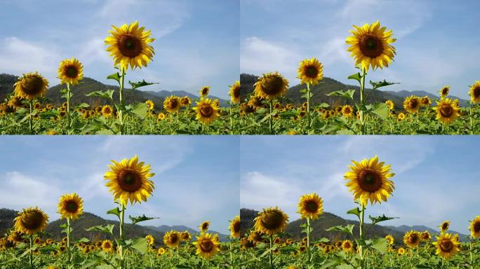 向日葵田野和蓝天，4k(UHD)