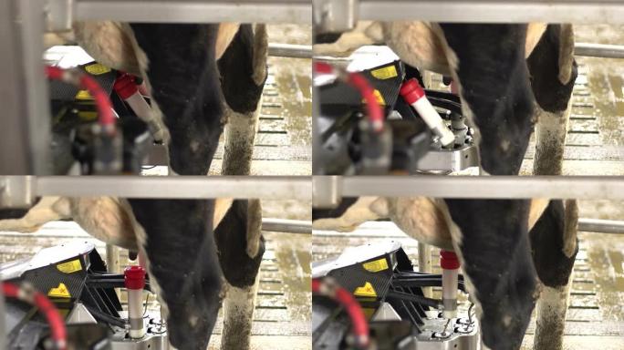 自动奶牛挤奶机和扫描仪-多莉运动